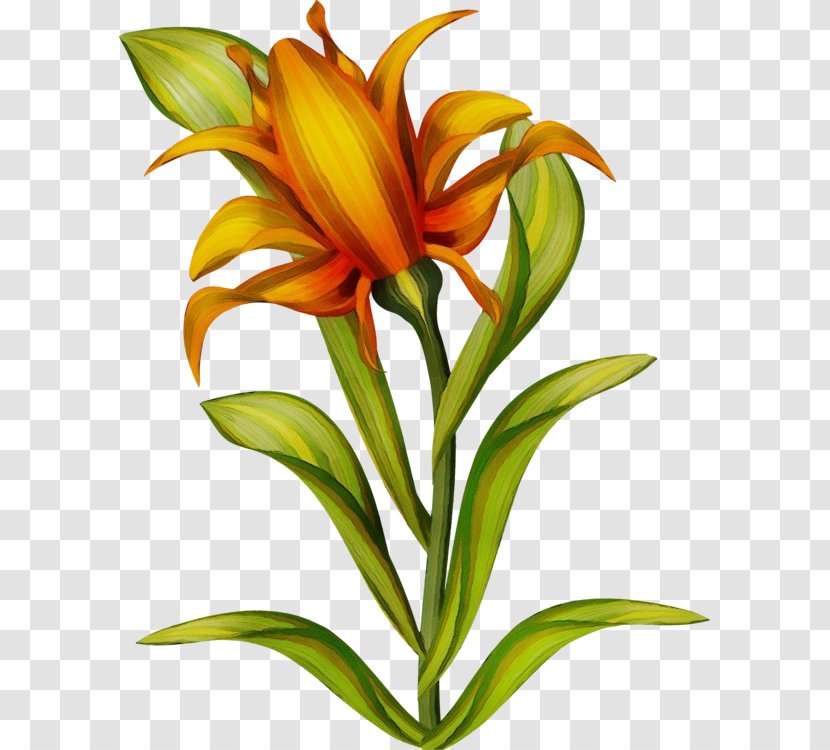 Floristry Cut Flowers Jersey Lily Plant Stem Herbaceous - Flowering Transparent PNG