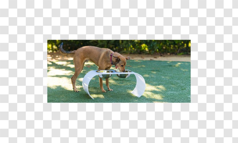 Dog Breed Rhodesian Ridgeback Whippet Sporting Group - Fancy Transparent PNG