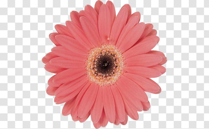 Transvaal Daisy Flower Common Red Stock Photography - Child Transparent PNG