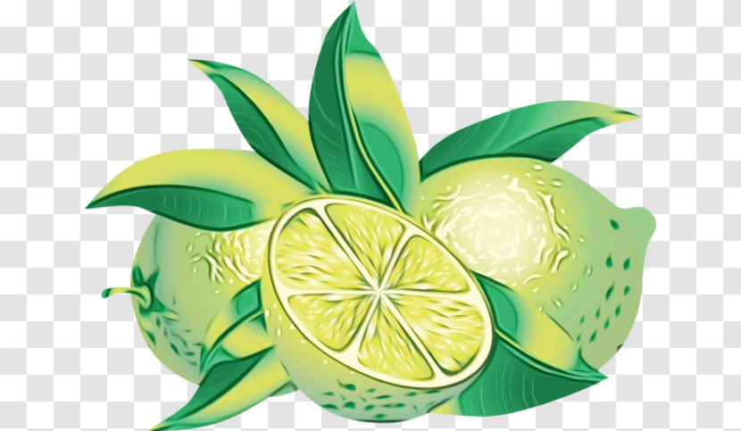 Persian Lime Key Lime Citric Acid Lemon Lime Transparent PNG
