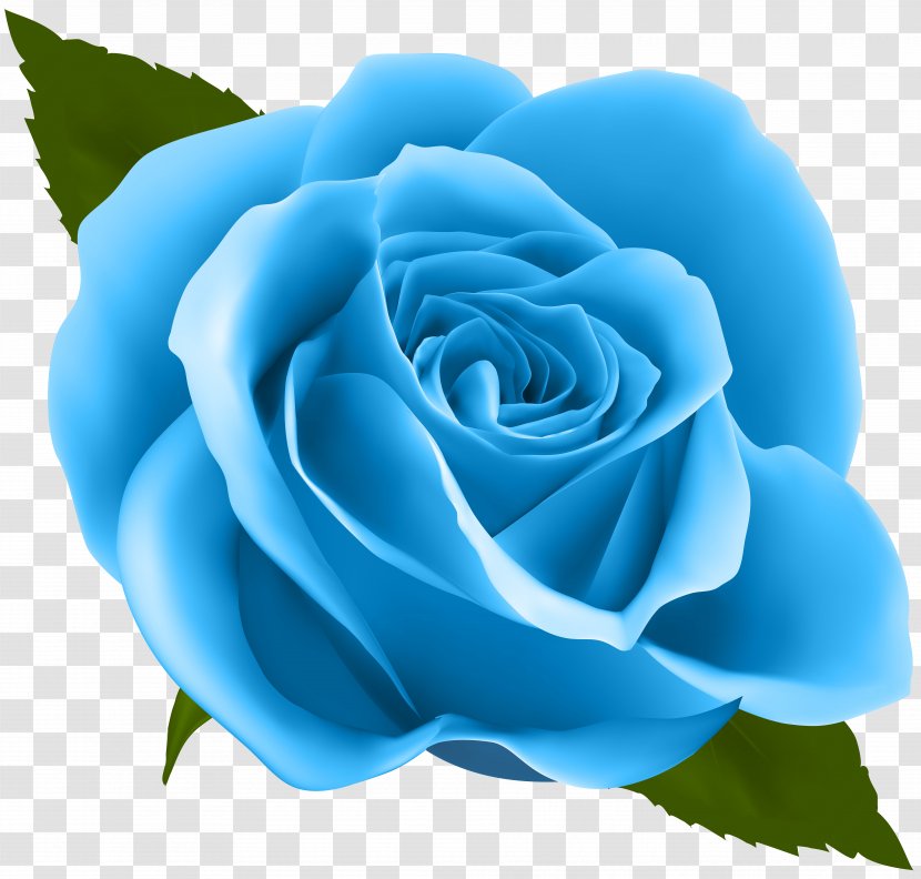 Rose Pink Flower Clip Art - Rosa Centifolia - Blue Image Transparent PNG