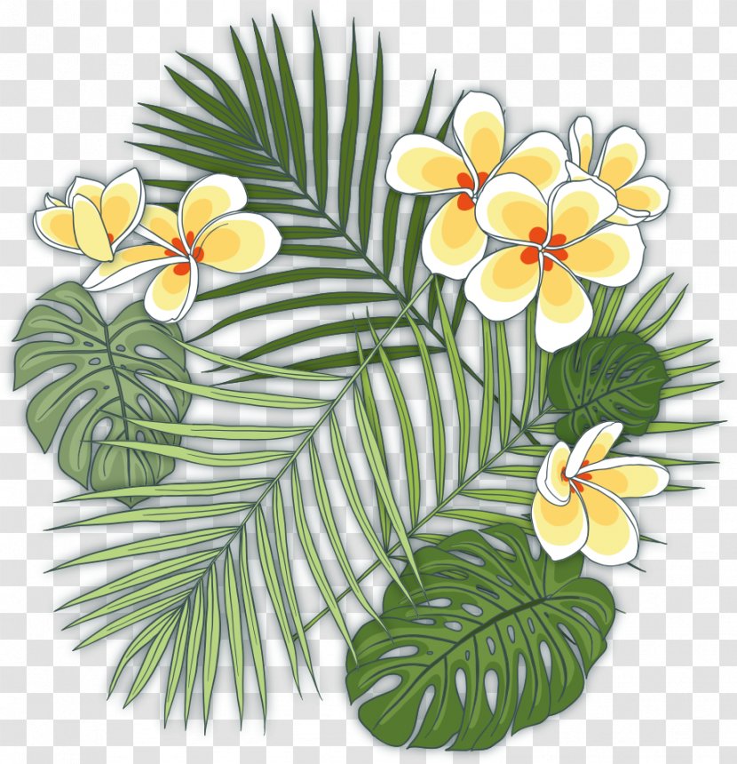 Caryota Urens Howea Forsteriana Plant Tropics - Floral Design - Tropical Plants Transparent PNG