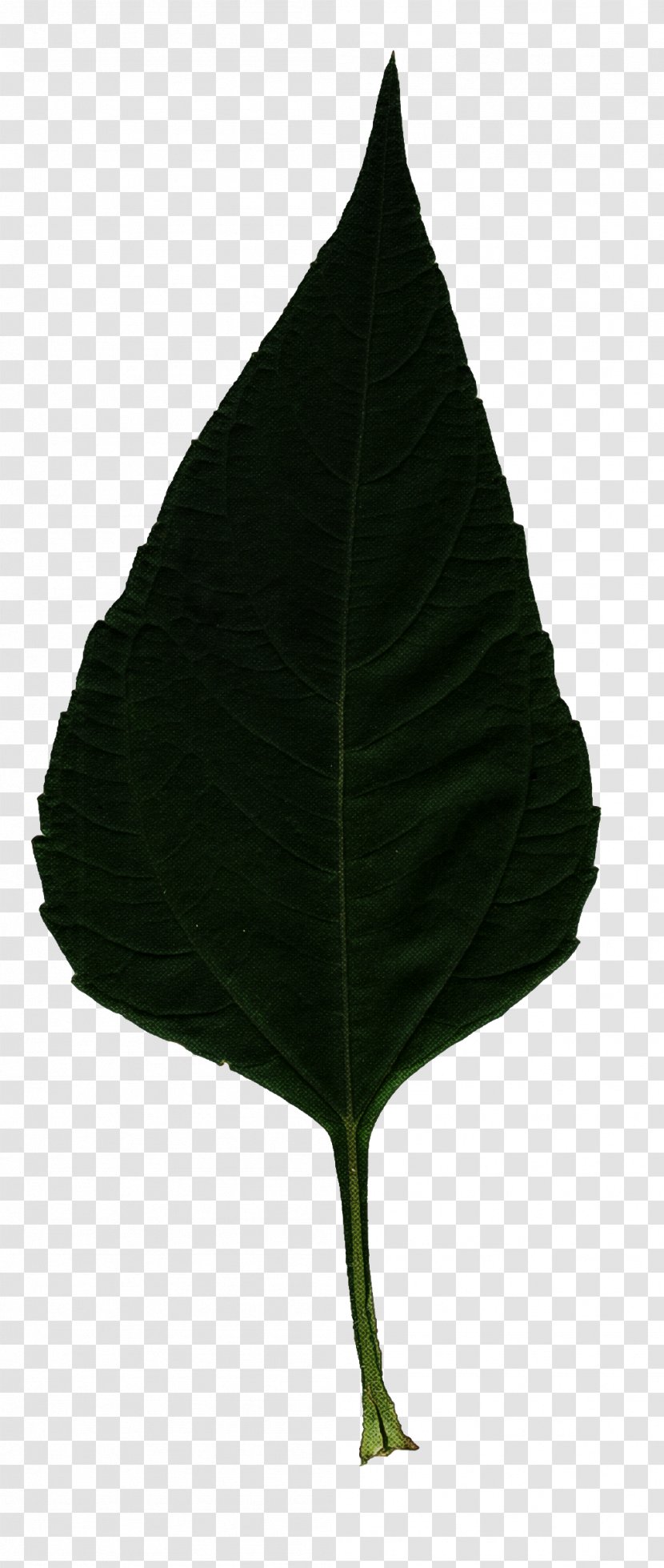 Leaf Plant Flower Tree Anthurium Transparent PNG