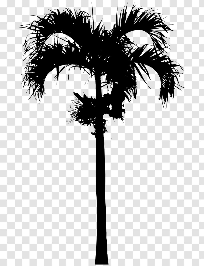 Asian Palmyra Palm Babassu Date Trees Silhouette - Blackandwhite Transparent PNG