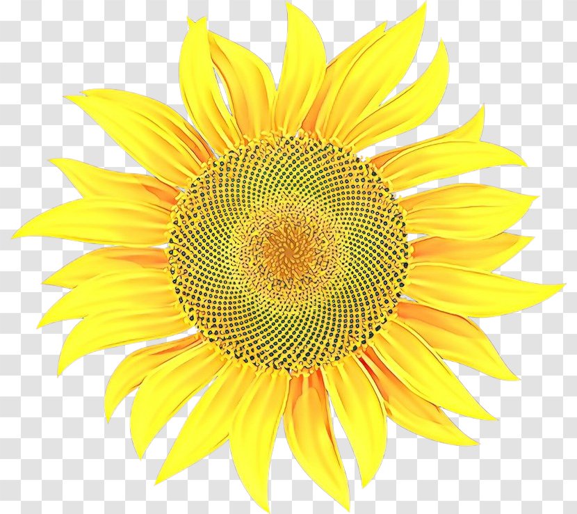 Sunflower - Pollen - Asterales Transparent PNG