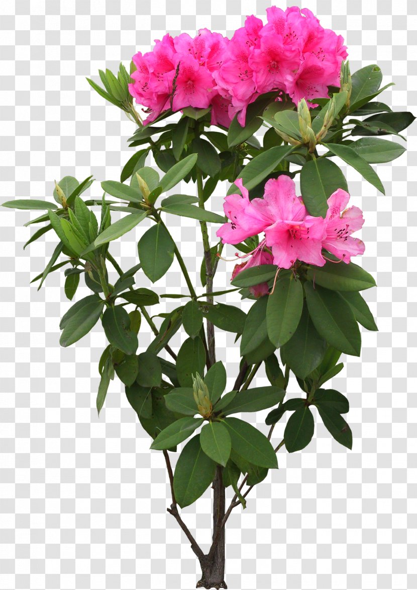 Flower Tree Rhododendron Simsii 中国十大名花 Transparent PNG