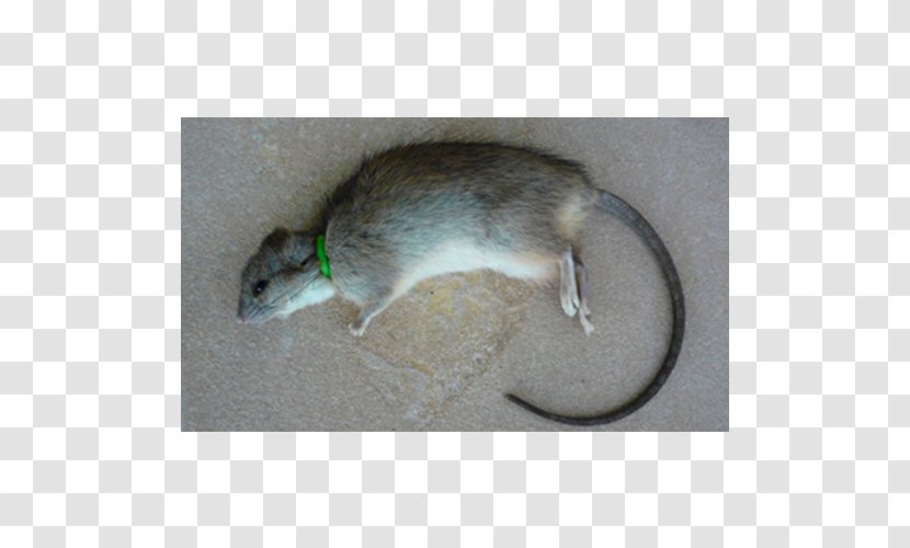 Gerbil Rat Dormouse Fauna Transparent PNG