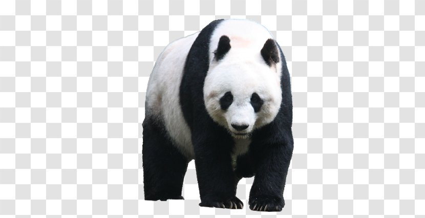 Giant Panda Red Bear Clip Art - Snout Transparent PNG