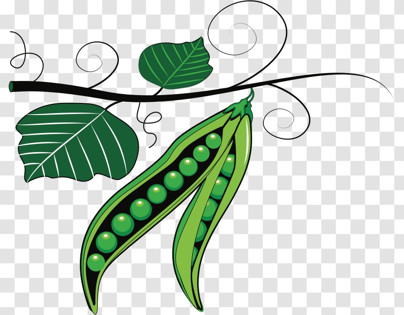 Sweet Pea Plant Clip Art - Flowering - Green Peas Transparent PNG