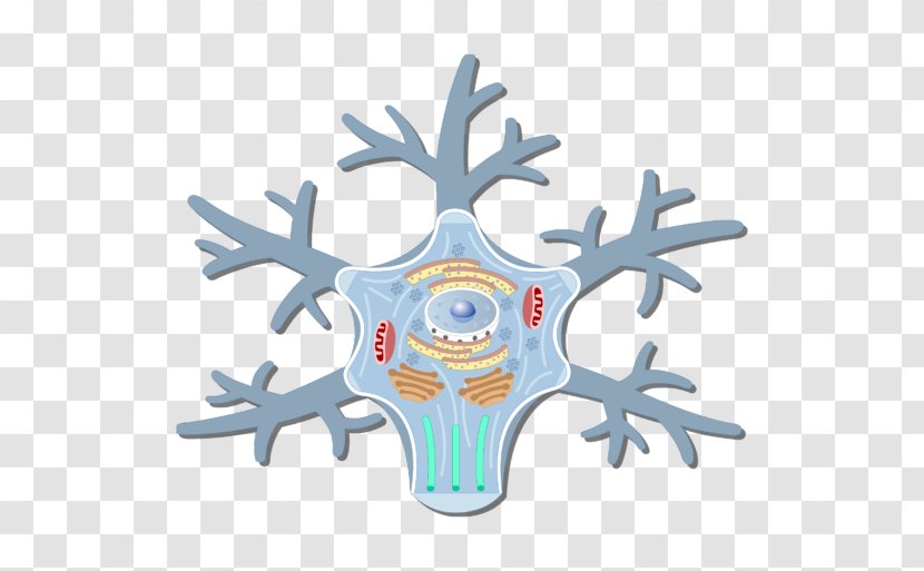 Soma Neuron Golgi Apparatus Cell Axon - Heart - Body Transparent PNG