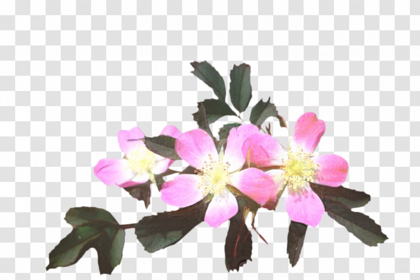 Image Jebala People Desktop Wallpaper Photograph - Flowering Plant - Sticker Transparent PNG