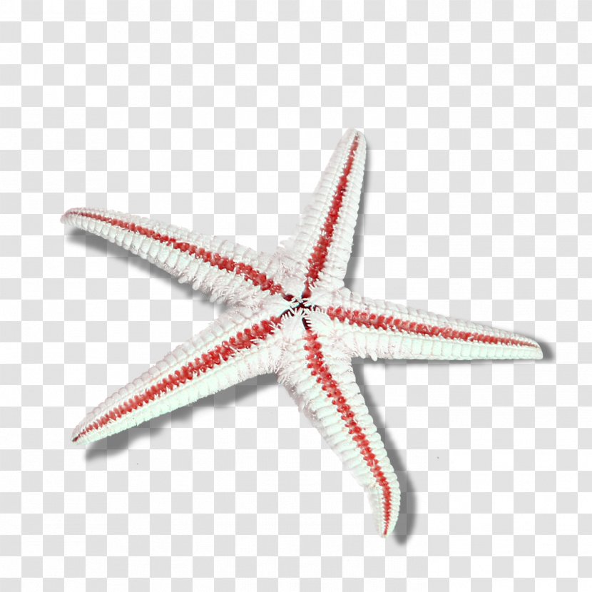 Starfish Euclidean Vector - Gratis Transparent PNG