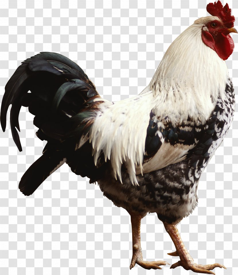 Chicken Rooster Desktop Wallpaper Hen High-definition Television - Poultry Farming - Bun Transparent PNG