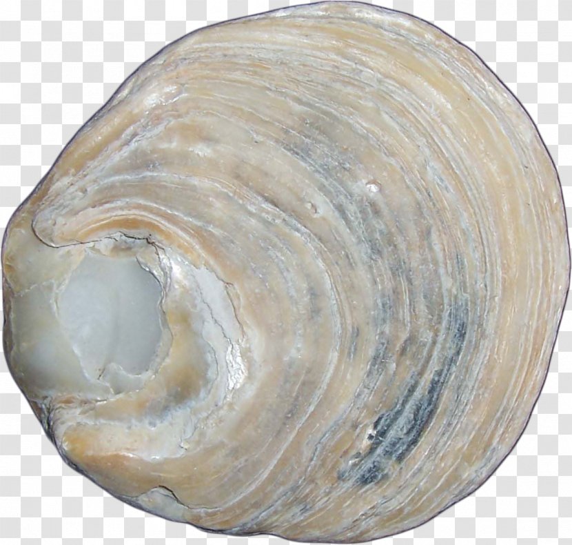 Macoma Clam Cockle Mussel Shankha - Nautilida - Conch Transparent PNG