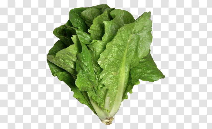 Caesar Salad Lettuce Sandwich Vinaigrette Romaine Leaf Vegetable - Iceberg Transparent PNG