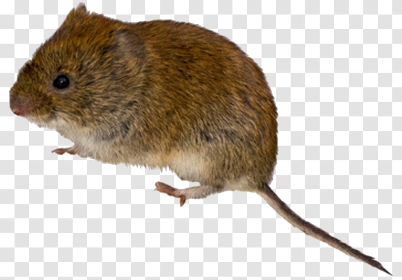 Rodent Mouse Meadow Vole Rat - Dormouse Transparent PNG