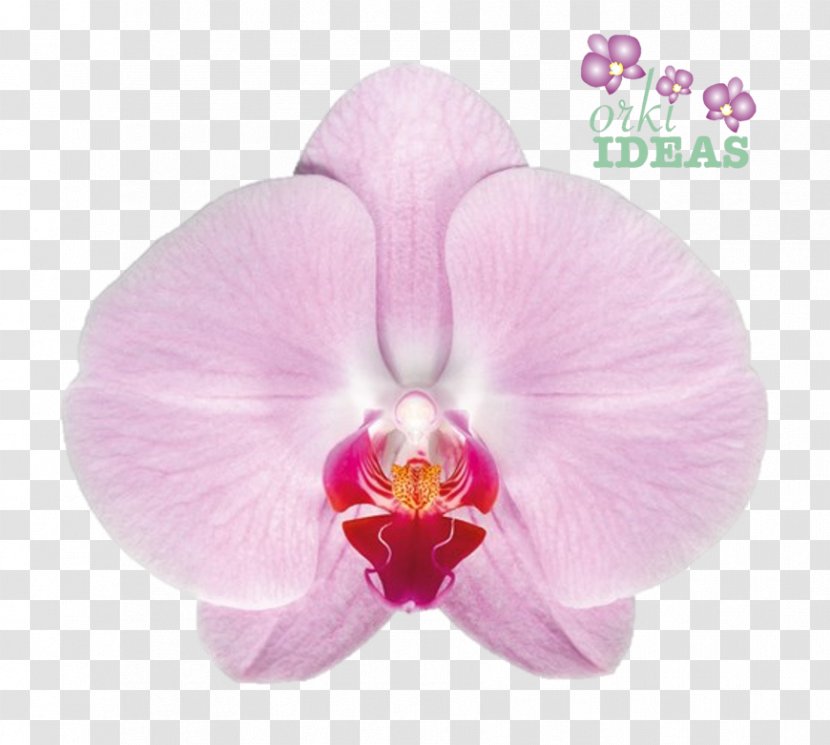 Moth Orchids Cattleya Felice Shop Color - Arrangement - Plant Transparent PNG