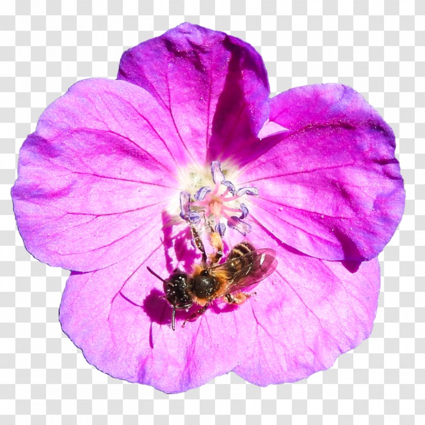 Honey Bee Art Clip - Flower Transparent PNG