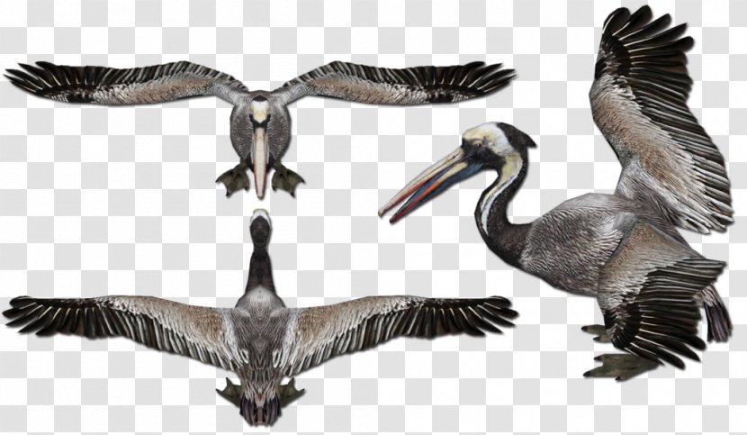 Zoo Tycoon 2 Reptile Goose Peruvian Pelican Nile Monitor - Seabird Transparent PNG