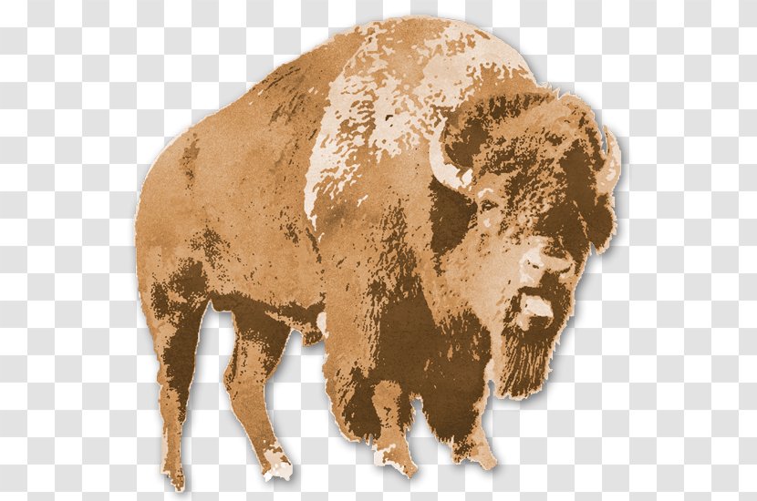 Bison Terrestrial Animal Snout - Brown - Background Transparent PNG