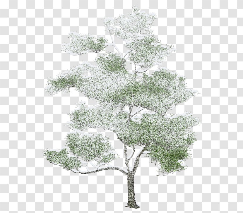 Tree Architecture Rendering Drawing - Computer Graphics Transparent PNG