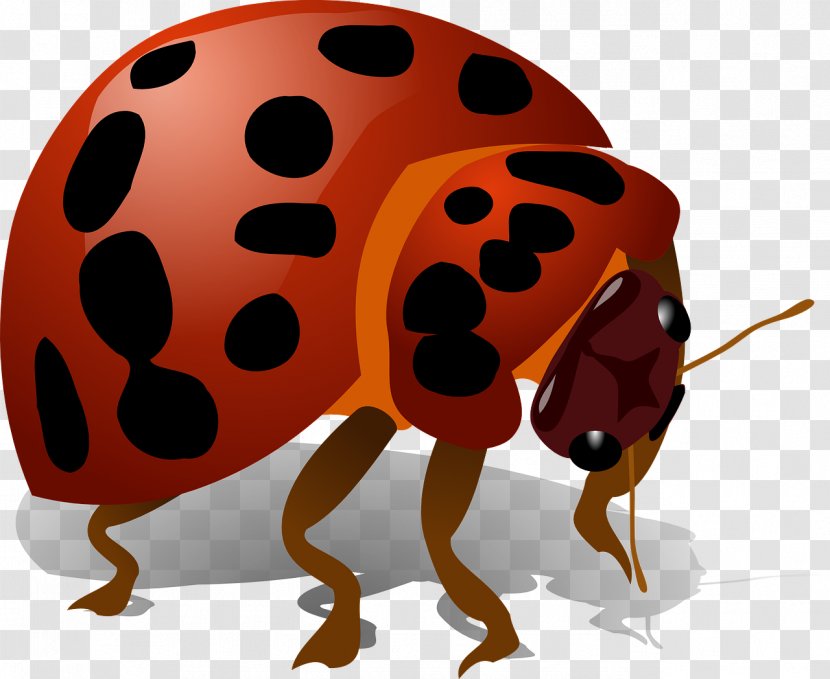 Beetle Ladybird Firefly Clip Art - Bugs Transparent PNG