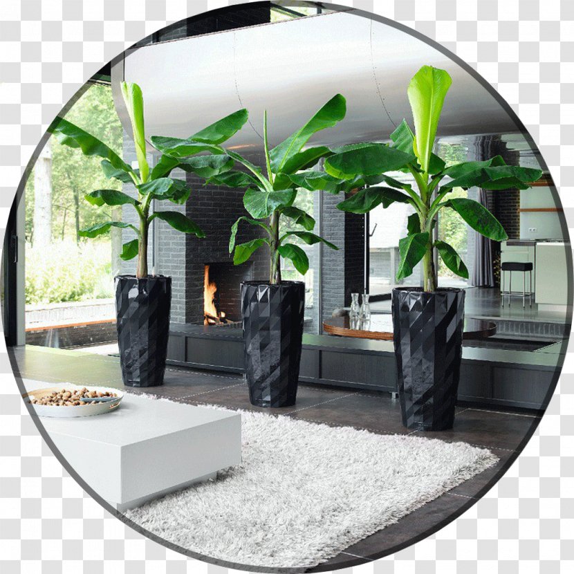 Houseplant Dwarf Cavendish Banana Garden - Tree - Plant Transparent PNG