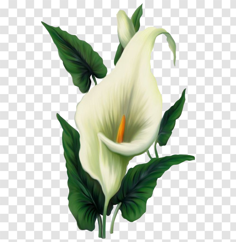 Easter Lily Arum-lily Flower Clip Art - Floral Design - File Transparent PNG
