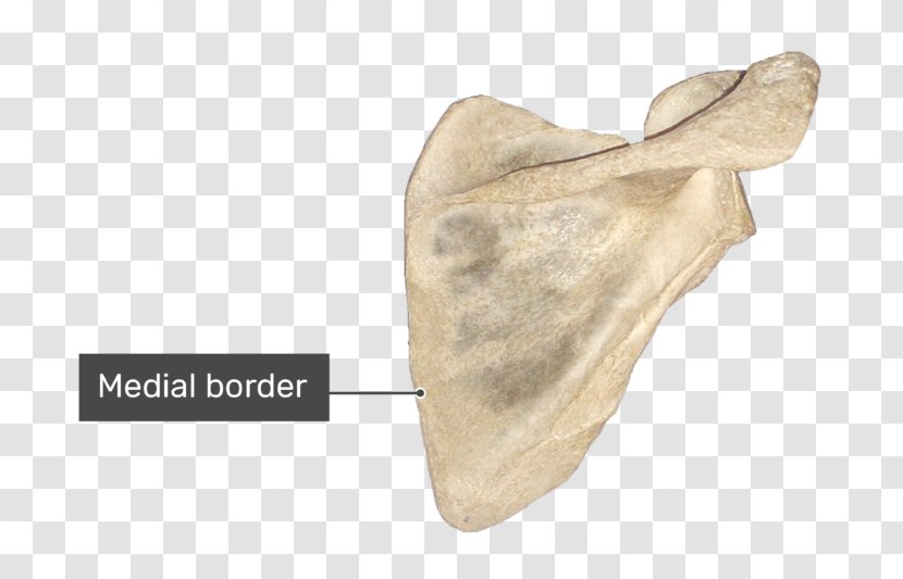 Spine Of Scapula Anatomy Bone Infraglenoid Tubercle - Vertebral Column Transparent PNG