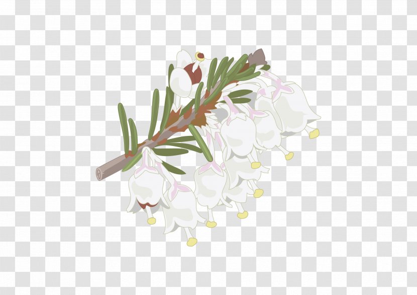 Flower Morella Faya Petal Plant Education - Fayalbrezal - Flor Transparent PNG