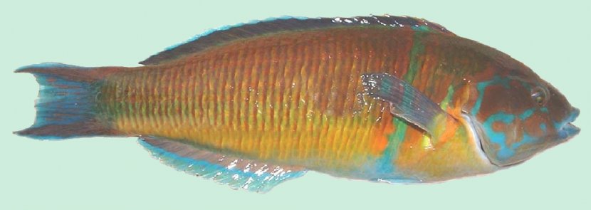 Fish John Dory Marine Biology Goby Arctoscopus Japonicus Transparent PNG