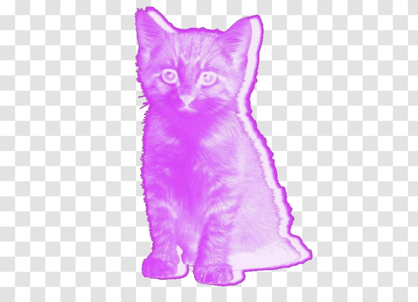 Kitten Pink Cat Lolcat Transparent PNG