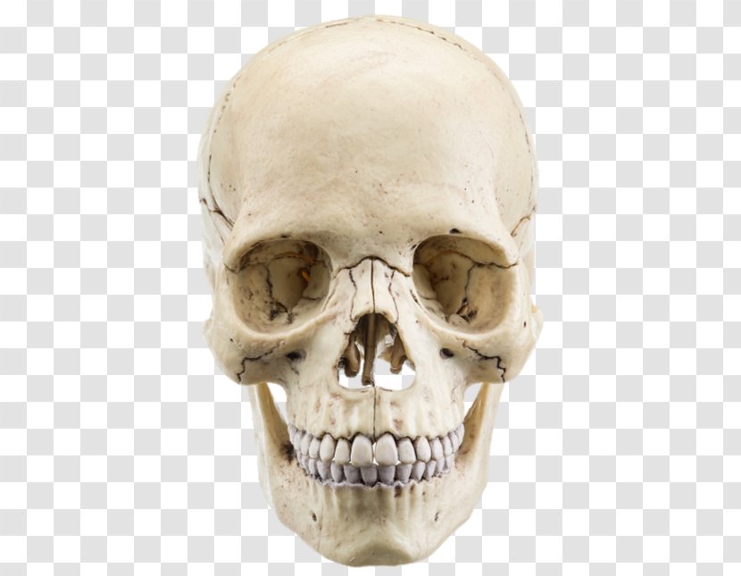 The Human Skull Stock Photography Anatomy Bone - Tissue Transparent PNG