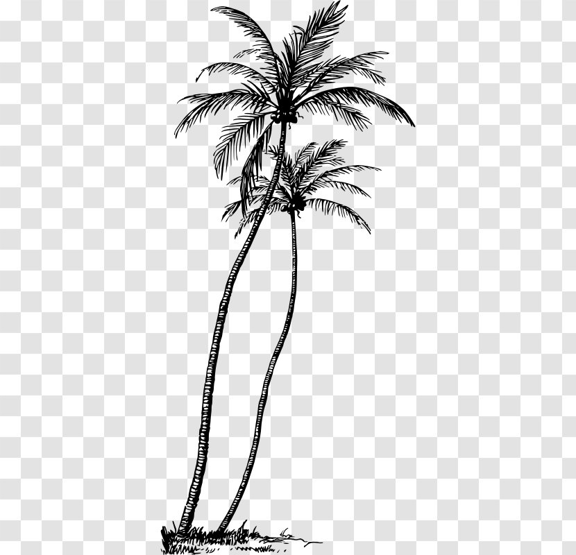 Arecaceae Tree Coconut Plant Clip Art - Flower Transparent PNG