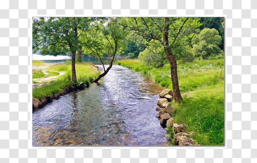 River Tributary Riparian Zone View Of A Stream Clip Art - Canal - Water Resources Transparent PNG