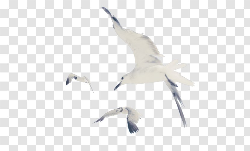 European Herring Gull Bird 0 Gulls Goose - Migration Transparent PNG