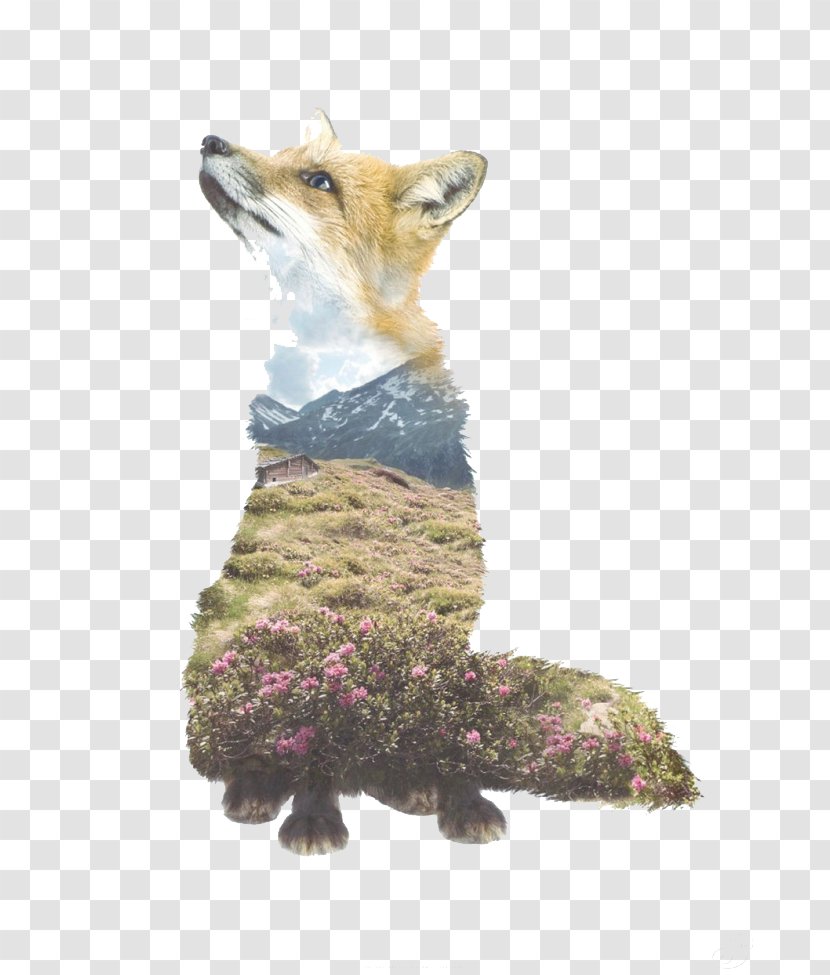 Multiple Exposure Portrait Photography Animal - Fur - Wild Forest Fox Transparent PNG