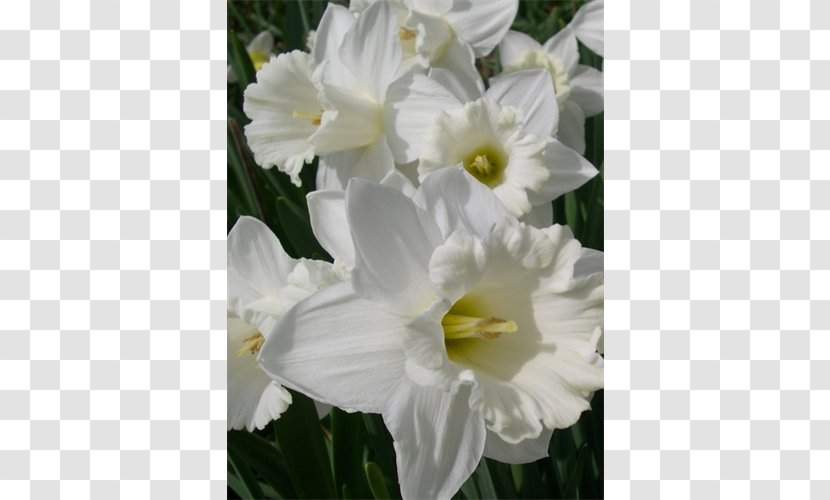 Amaryllis Jersey Lily Belladonna Daylily Herbaceous Plant - White - Petal Transparent PNG