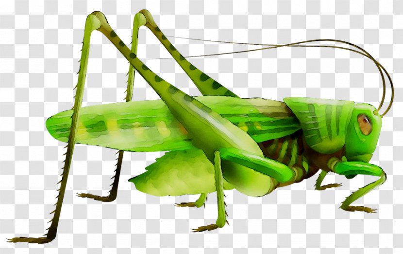 Grasshopper Fairy Chess Piece Locust - Green - Invertebrate Transparent PNG