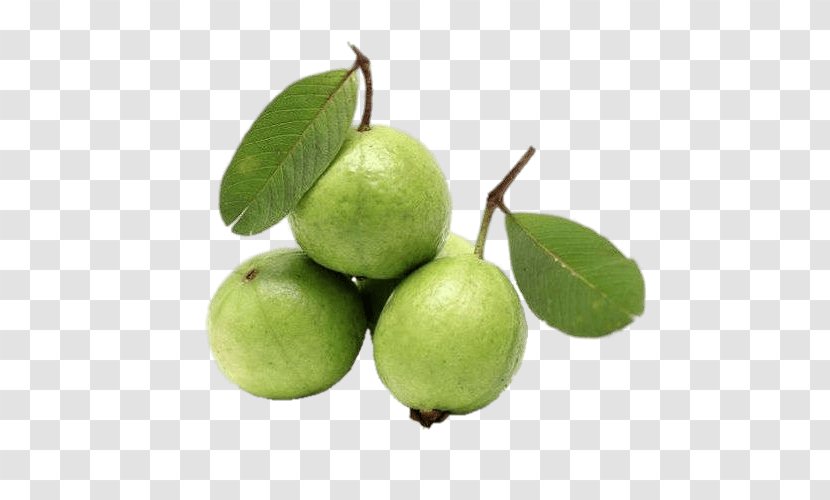 Guava Organic Food Vegetable Vegetarian Cuisine Fruit - Key Lime Transparent PNG