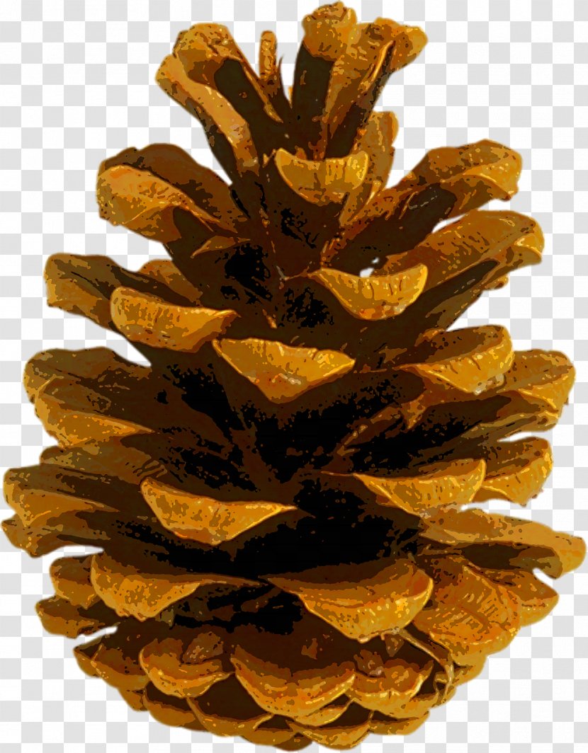 Coulter Pine Conifer Cone Autumn Leaf Color Fir Transparent PNG
