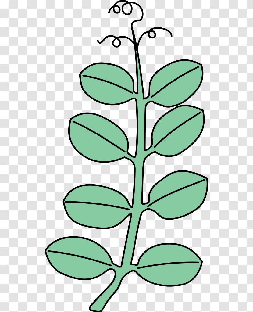 Leaf Plant Stem Line Art Flower Clip - Branch Transparent PNG