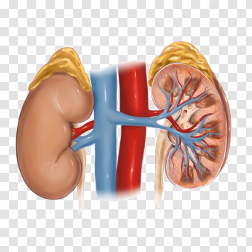 Hypertensive Kidney Disease Adrenal Gland - Frame - Health Transparent PNG