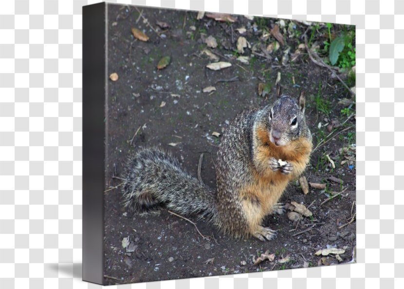Fox Squirrel Fauna Wildlife Transparent PNG