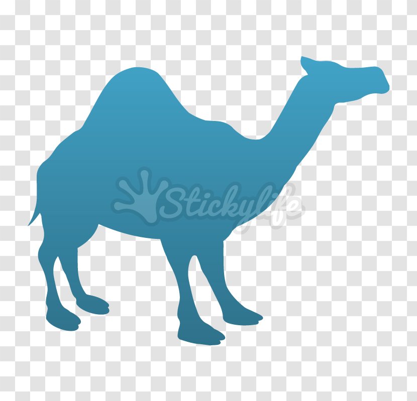 Dromedary Wall Decal Bumper Sticker - Logo - Vinyl Transparent PNG