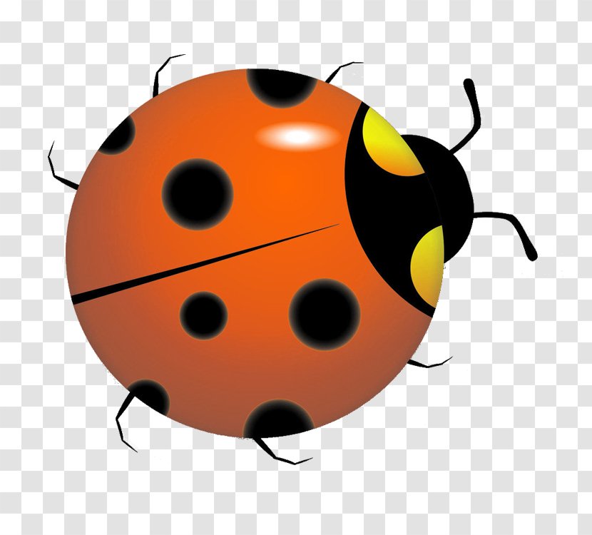 Ladybird Beetle Coccinella Septempunctata - Fruit - Ladybug Transparent PNG