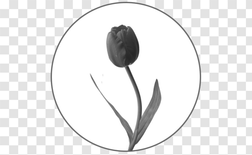 Black And White Monochrome Photography Flower - Plant - Tulips Transparent PNG