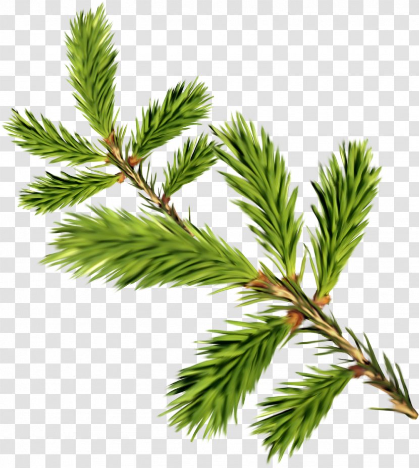 Fir Leaf Tree Evergreen Twig - Cypress Family - Nowroz Transparent PNG