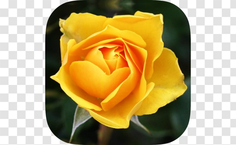 Garden Roses Flower - Yellow - Rose Family Transparent PNG