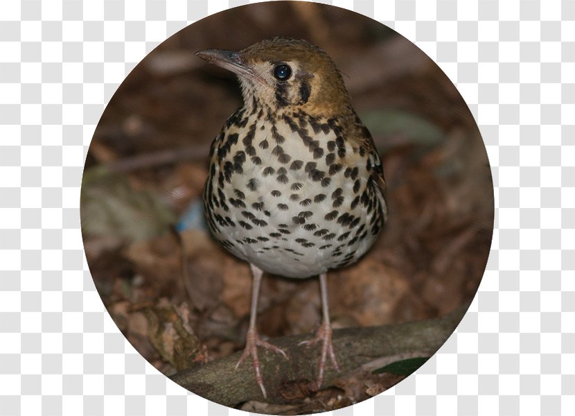 Krantzkloof Nature Reserve Bird Flora Fauna Sparrow - Red Mangrove Transparent PNG